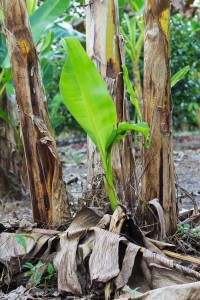bananenplant2_shutterstock