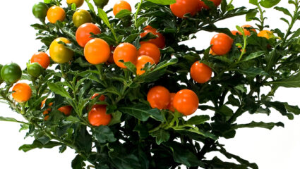 Oranjeboompje