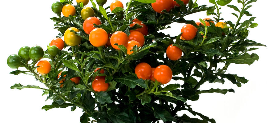 Oranjeboompje