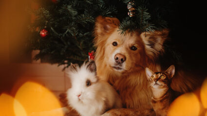 Huisdieren kerstboom