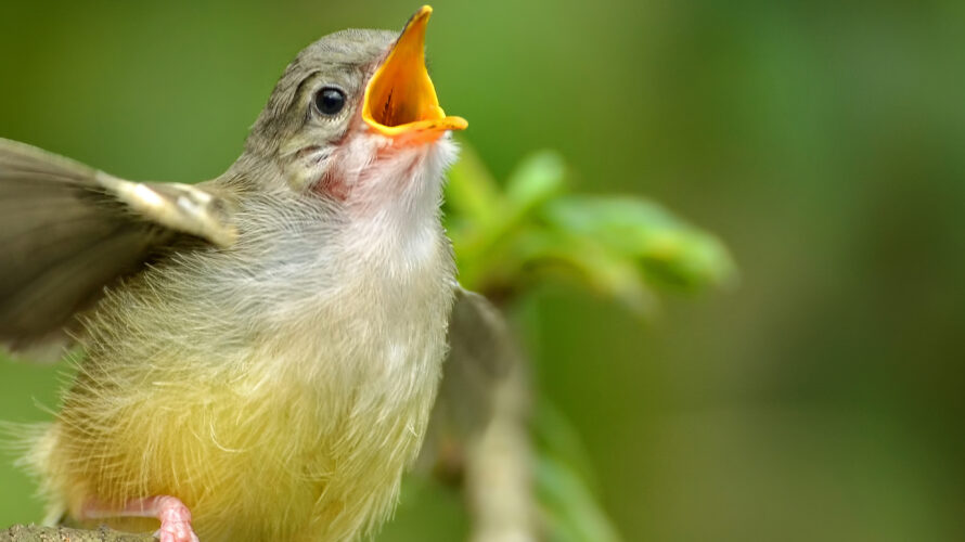 Duizenden vogelgeluiden verzameld online databank - MAX Vandaag