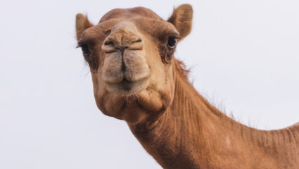 kamelenmelk