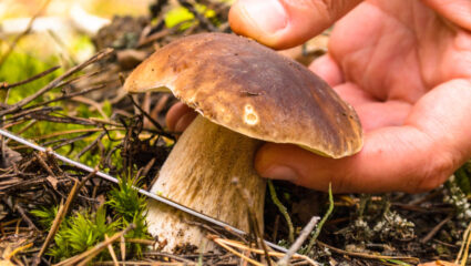 paddenstoelen plukken