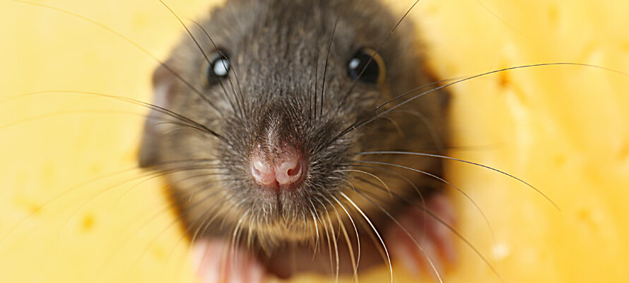 zijn muizen te vangen met kaas