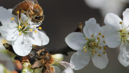 bijen