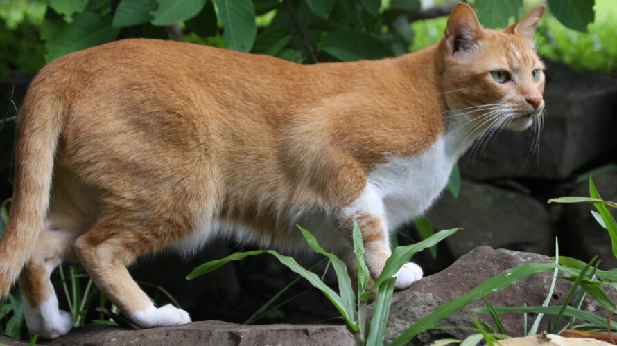Wonderbaarlijk goud blaas gat Tip 23: katten uit de tuin - MAX Vandaag