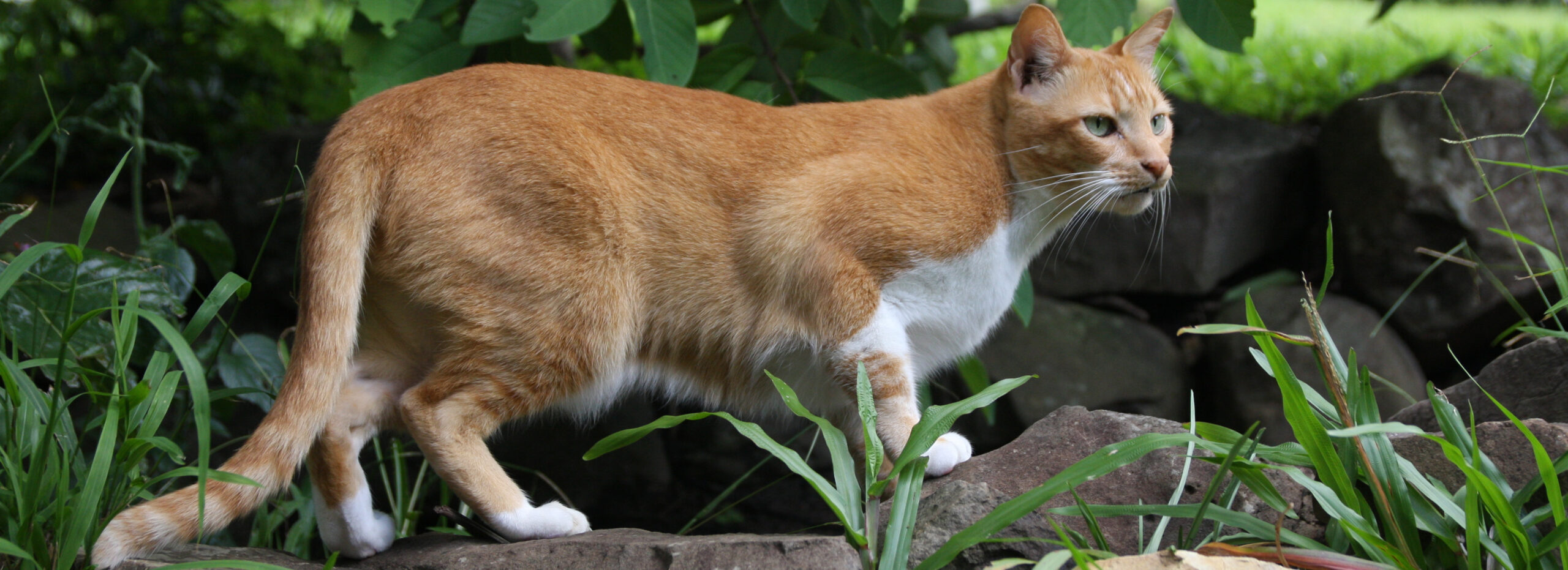 Evaluatie Beweging schroef Tip 23: katten uit de tuin - MAX Vandaag