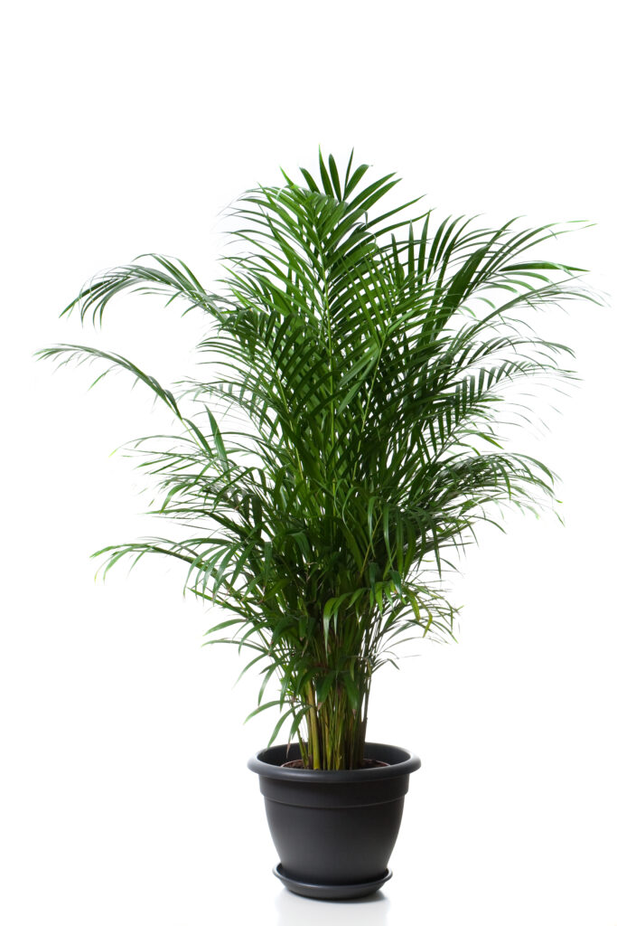 Areca palm
