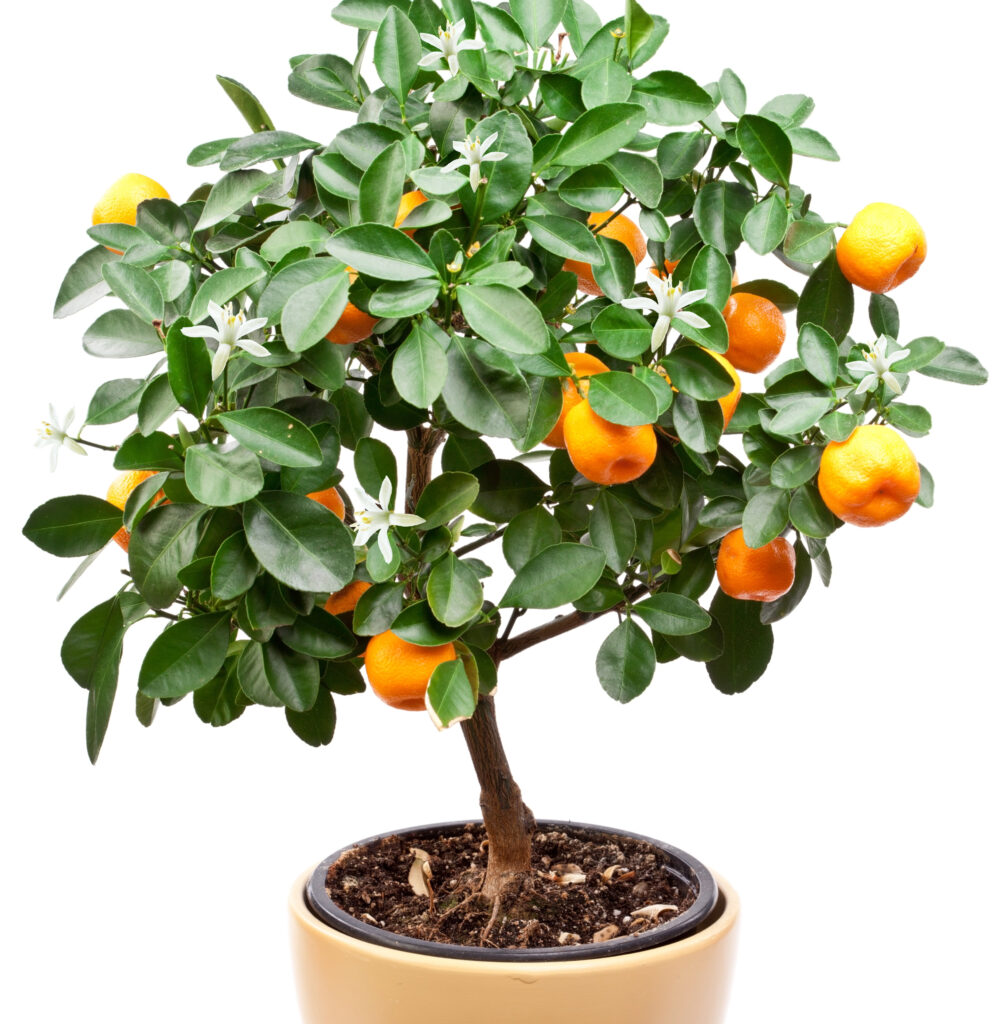 sinaasappelboompje