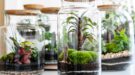 planten terrarium