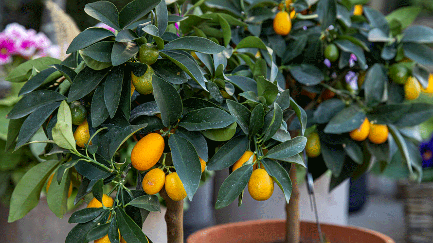 citrusboompjes