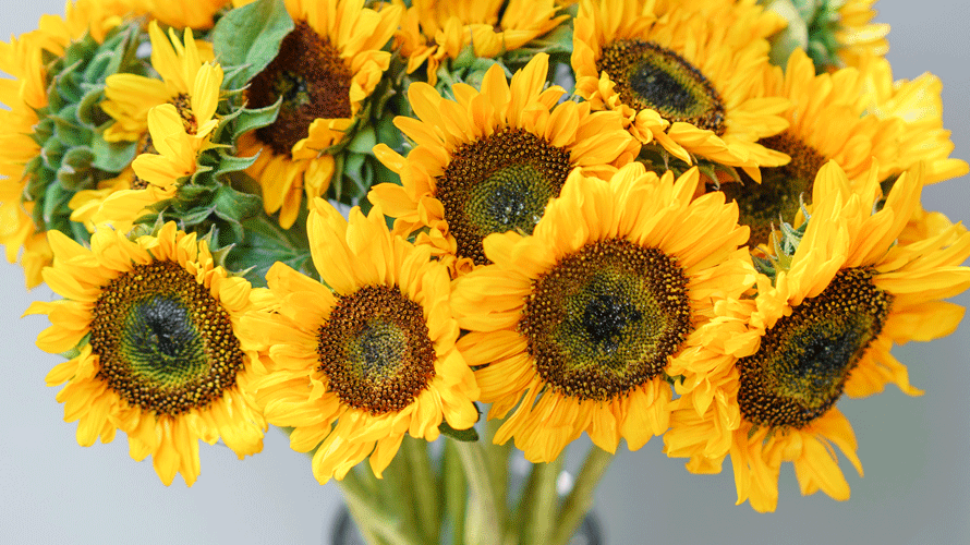 zonnebloemen