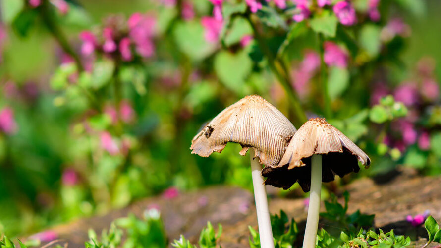paddenstoelen