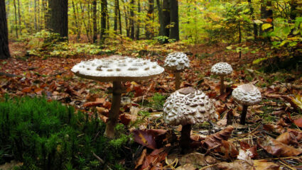 paddenstoeltjes
