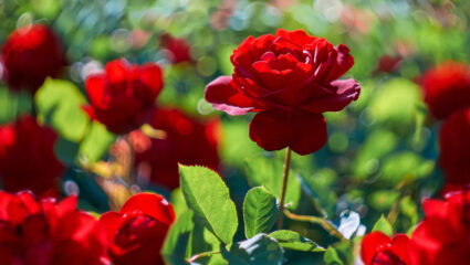 rode rozen