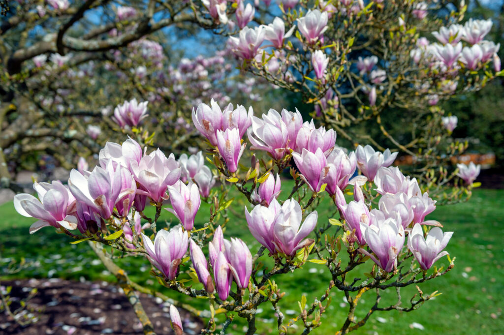 magnolia snoeien