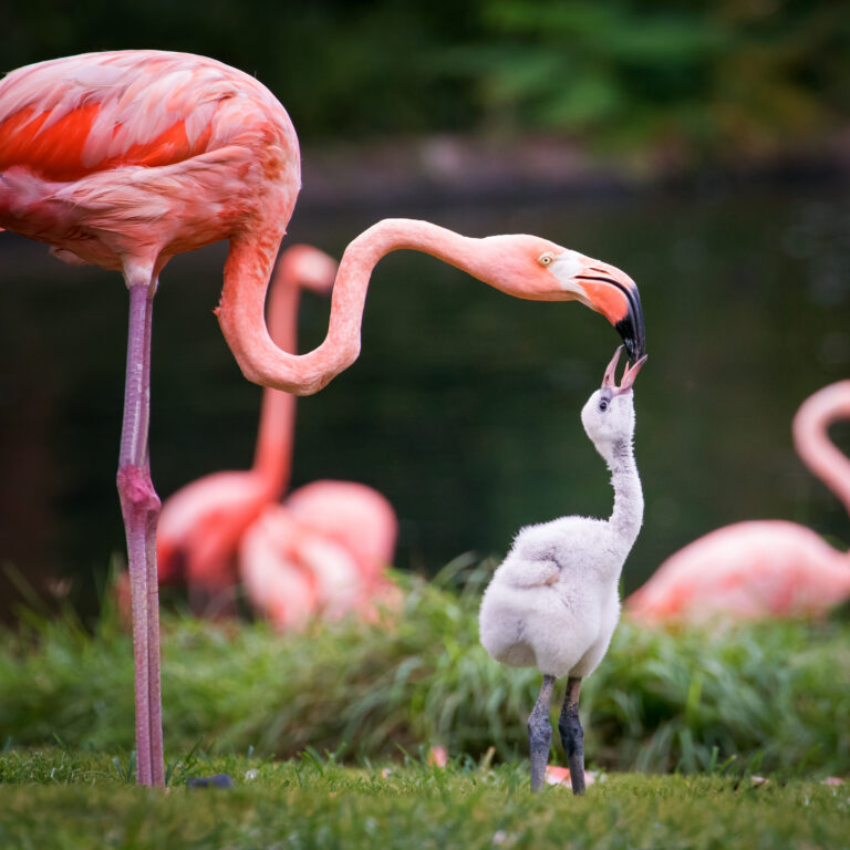 Flamingo, jong en volwassen.