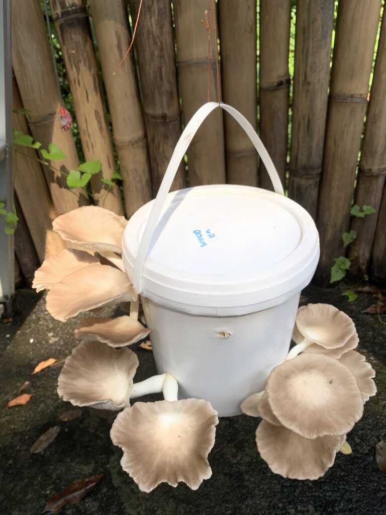 paddenstoelen kweken